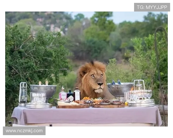 雄狮理发前后的惊人变化揭示了外貌与自信之间的微妙关系